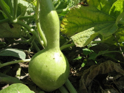 La zucca, grande protagonista in tavola